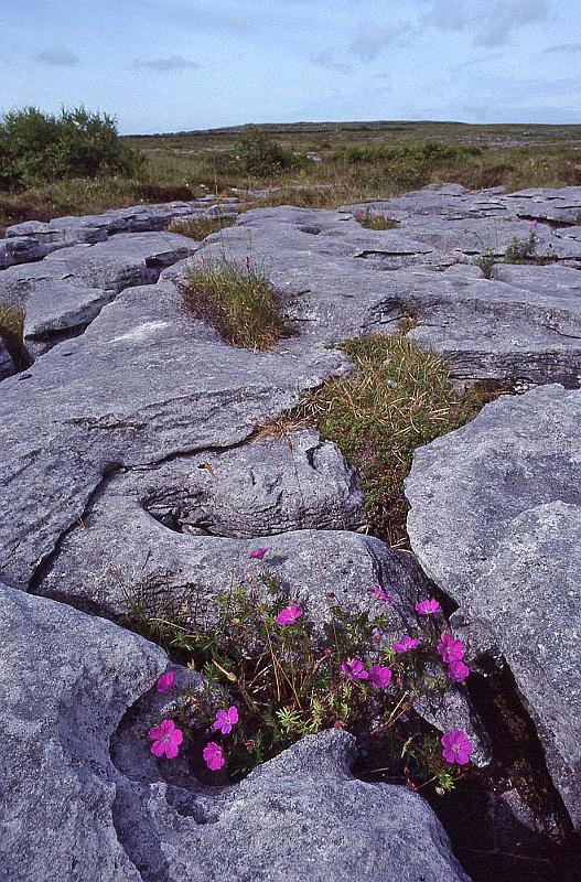 WT 2900 342-18 Ireland.jpg